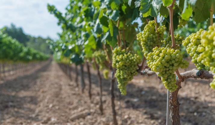 Vins d'alsace et entente sur les prix
