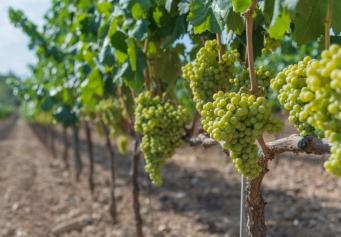 Vins d'alsace et entente sur les prix